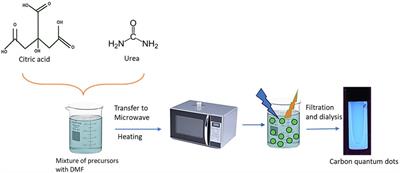 Myeloperoxidase enzyme-catalyzed breakdown of zero-dimension carbon quantum dots